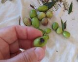Foto del passaggio 1 della ricetta Olive in salamoia (con soda) di zio Mimino❤️
