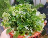 Hình bước làm 3 của món LẨU cá thác lác-khổ qua