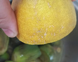 Foto del paso 2 de la receta: Alcachofas para guarnición