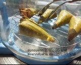 รูปขั้นตอนการทำที่ 7 ของ ข้าวเหนียวปิ้ง ฉบับมือใหม่ ใช้แค่หม้ออบลมร้อนและไมโครเวฟ