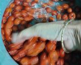 কুলের আচার (Kuler Achar recipe in bengali) রেসিপি ধাপ - 1 ছবি