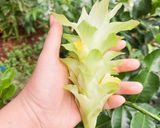 Foto langkah ke 1 dari resep Tumis kacang panjang bunga kiunyit cornet.