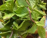 Une image de l'étape 10 de 🪹🍃Tapenade olive 🫒 noire herbes 🌿 de Provence🌶️🪻piment oiseau🌶️.