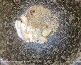 Foto del paso 1 de la receta: Paletilla de cordero lechal a baja temperatura