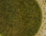 Foto del paso 3 de la receta: Linguine al Pesto