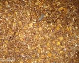 A picture of step 7 of Dahi Phulki Chana Chaat.