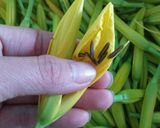 Hình bước làm 2 của món Bông kim châm chiên bột