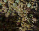 Foto langkah ke 9 dari resep Tumis tempe & rimbang masak pedas.