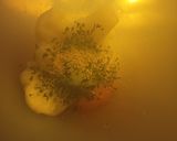 Foto del paso 2 de la receta: Pastel de Merluza al vapor