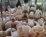 รูปขั้นตอนการทำที่ 3 ของ Mangosteen vinegar