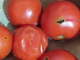 টমেটো চাটনি (tomato chatni recipe in Bengali)