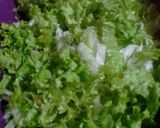 Foto del paso 2 de la receta: Tortilla de lechuga!