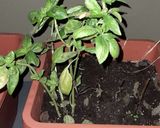 Foto del paso 1 de la receta: Salsa Pesto