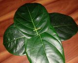 A picture of step 2 of Kotte kadabu.
