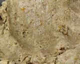 Foto del paso 2 de la receta: Pepas con harina integral