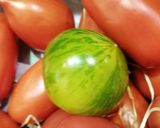 Une image de l'étape 2 de TIAN PROVENÇAL AUX LEGUMES ET MOZZARELLA🍆🌶️🍅.