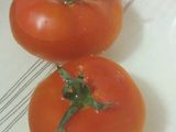 شطه بيتي 🌶🍅🍋