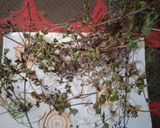 Foto del paso 3 de la receta: Menta deshidratada