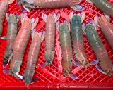 白灼澎湖野生瀨尿蝦的食譜步驟1照片