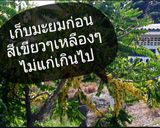 รูปขั้นตอนการทำที่ 1 ของ มะยมเชื่อม