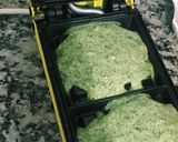 Foto del paso 3 de la receta: Waffles de espinaca