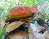 Foto del paso 2 de la receta: Sopa vegana de hongos y hierba mora 💕🍃🍄