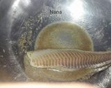 صورة لخطوة 1 من وصفة سمك محمر