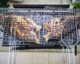 Φωτογραφία βήματος 4 της συνταγής Πέρκα στα Κάρβουνα
