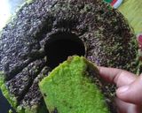 Foto langkah ke 7 dari resep Bolu santan pandan panggang, lembuuuuuuut,,.