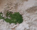 તિરંગા થેપલા (Tiranga Thepla Recipe in Gujarati) રેસીપી સ્ટેપ3ફોટો