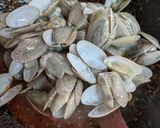 Gambar langkah 6 resipi Lala masak ala thai.