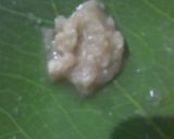 Foto langkah ke 4 dari resep Stick kentang bersaudara.