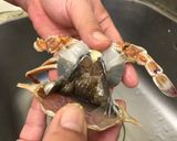 🦀彩椒滑蛋澎湖扁蟹🦀的食譜步驟3照片
