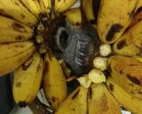 Foto langkah ke 1 dari resep Pisang Crispy.