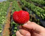 รูปขั้นตอนการทำที่ 1 ของ ไวน์สตอเบอรี 🍓 🍷 / Strawberry wine 🍓 🍷