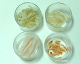 櫻花蝦鮮貝粥的食譜步驟1照片