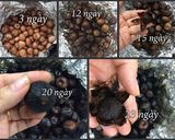 A picture of step 6 of Homemade Black Garlic.