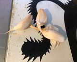 Une image de l'étape 3 de Duo de purées potiron et pommes de terre spiruline et emmental.