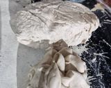 Foto del paso 1 de la receta: Dobladitas