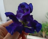 รูปขั้นตอนการทำที่ 1 ของ น้ำส้มสายชูหมักดอกอัญชัน / Homemade Butterfly Pea Flower Vinegar