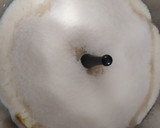 Foto del paso 5 de la receta: Arroz con leche