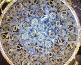 صورة لخطوة 5 من وصفة لي كاناديان