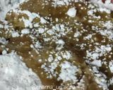 Foto langkah ke 3 dari resep Resep Shihlin Homemade Untuk Cemilan Anak.