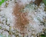 Foto del paso 5 de la receta: Masitas de avena y manzana