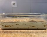 Foto del paso 6 de la receta: Tarta de canela
