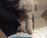 Foto del paso 8 de la receta: Torta para perros🐶🎂