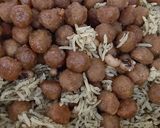 عکس مرحله 2 از دستور شوید چشم بلبلی با قلقلی
