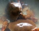 Foto langkah ke 1 dari resep Kepiting Saus Inggris.