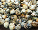 Foto del paso 2 de la receta: Fabas con berberechos