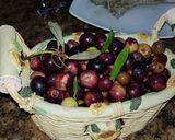 Foto del paso 4 de la receta: Aceitunas al estilo campo real (la recolección)